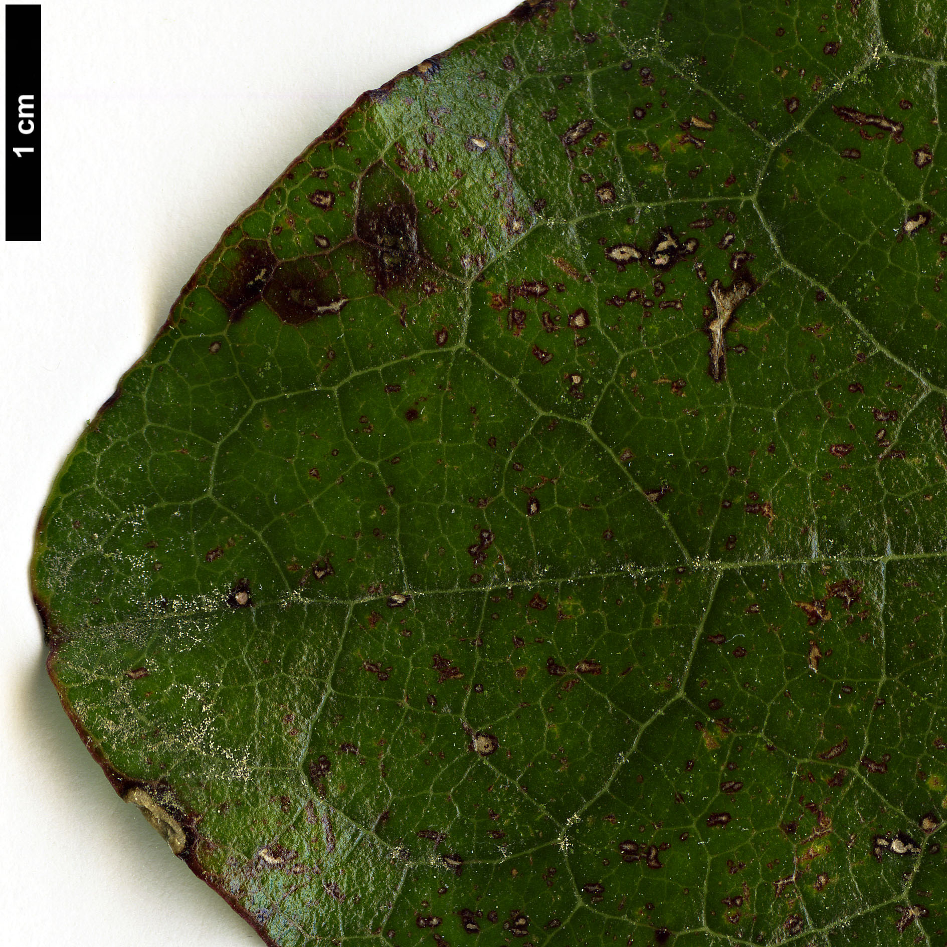 High resolution image: Family: Garryaceae - Genus: Garrya - Taxon: laurifolia - SpeciesSub: var. macrophylla High resolution image: Family: Garryaceae - Genus: Garrya - Taxon: laurifolia - SpeciesSub: var. macrophylla